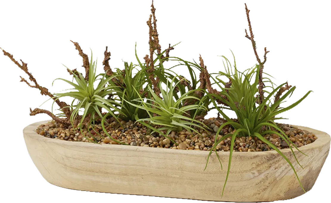 Cayada Brown Plant - Image 1