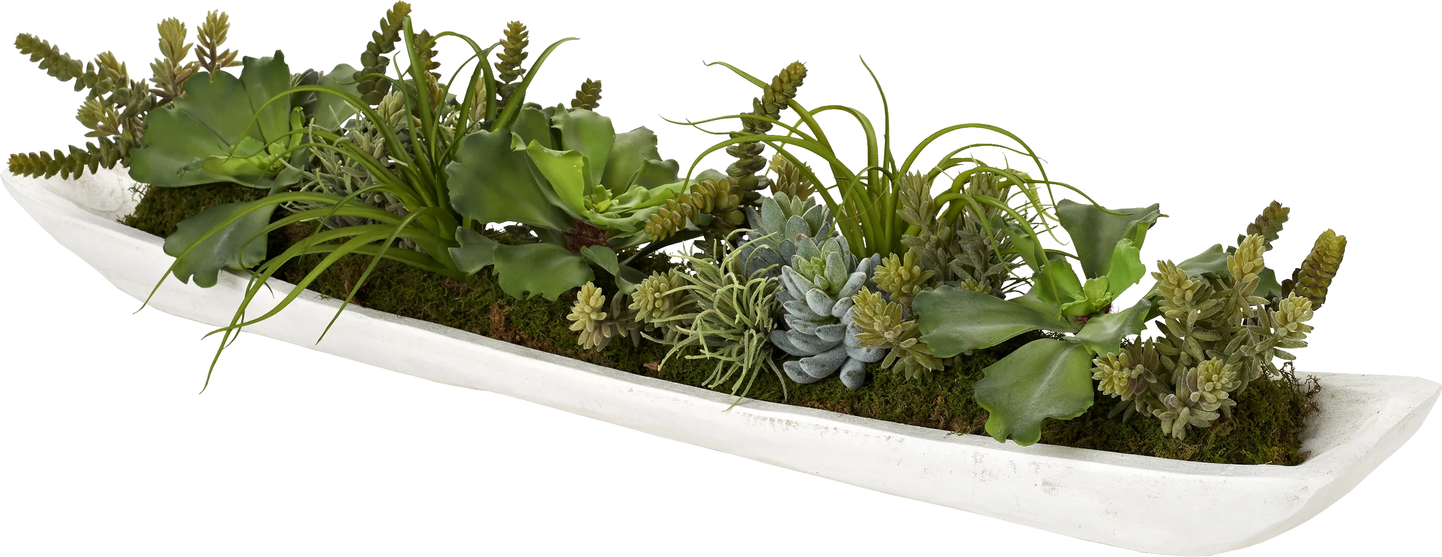 Clogston White Silk Plant