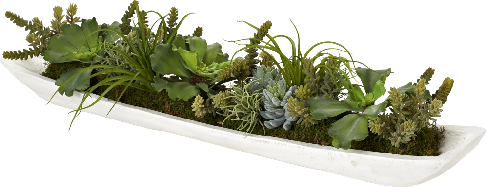 Clogston White Silk Plant