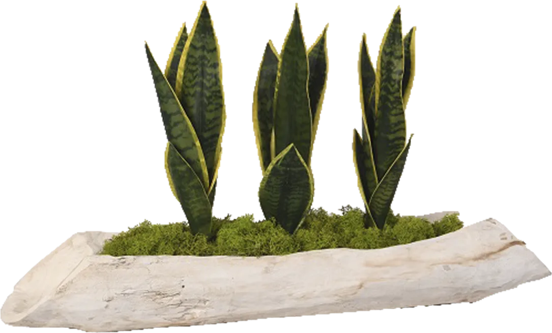 Crismon White Silk Plant