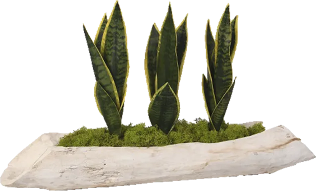 Crismon White Silk Plant