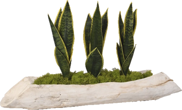 Crismon White Silk Plant