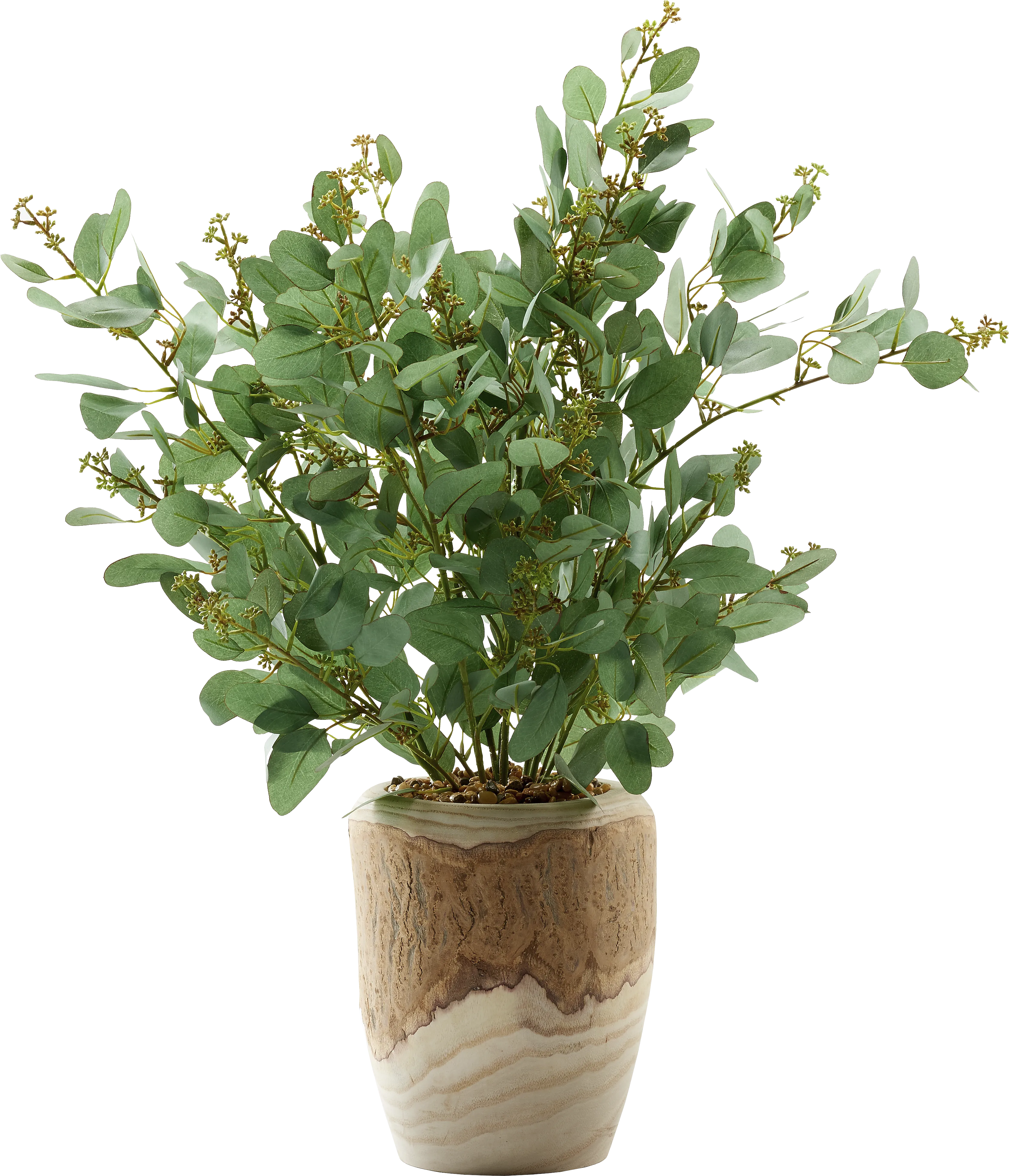 Elleby Brown Plant - Thumbnail - Image 1