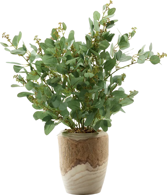 Elleby Brown Plant