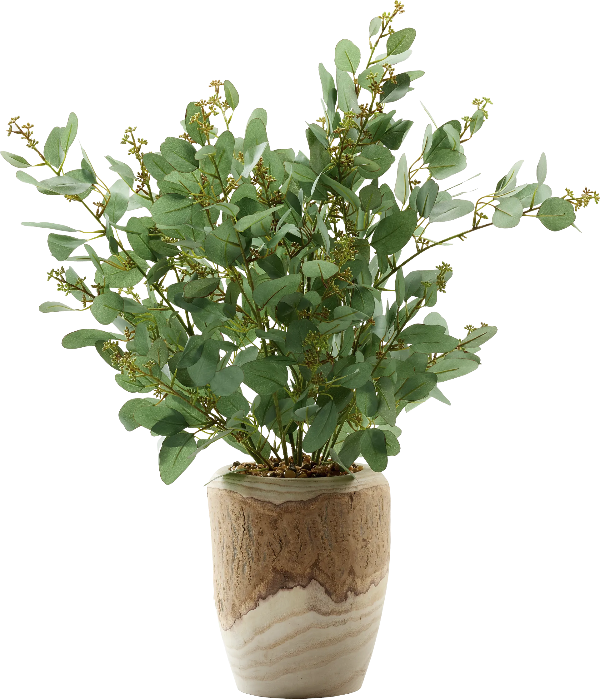 Elleby Brown Plant - Image 1