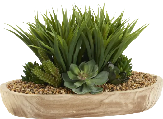 Gisborne Brown Silk Plant