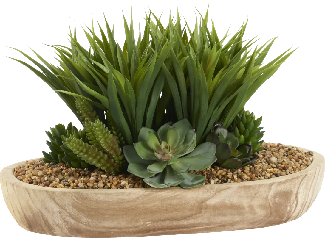 Gisborne Brown Silk Plant