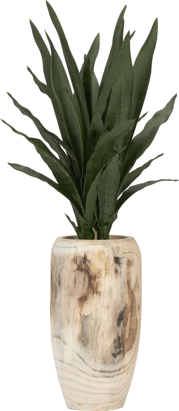 Kirschen Brown Silk Plant