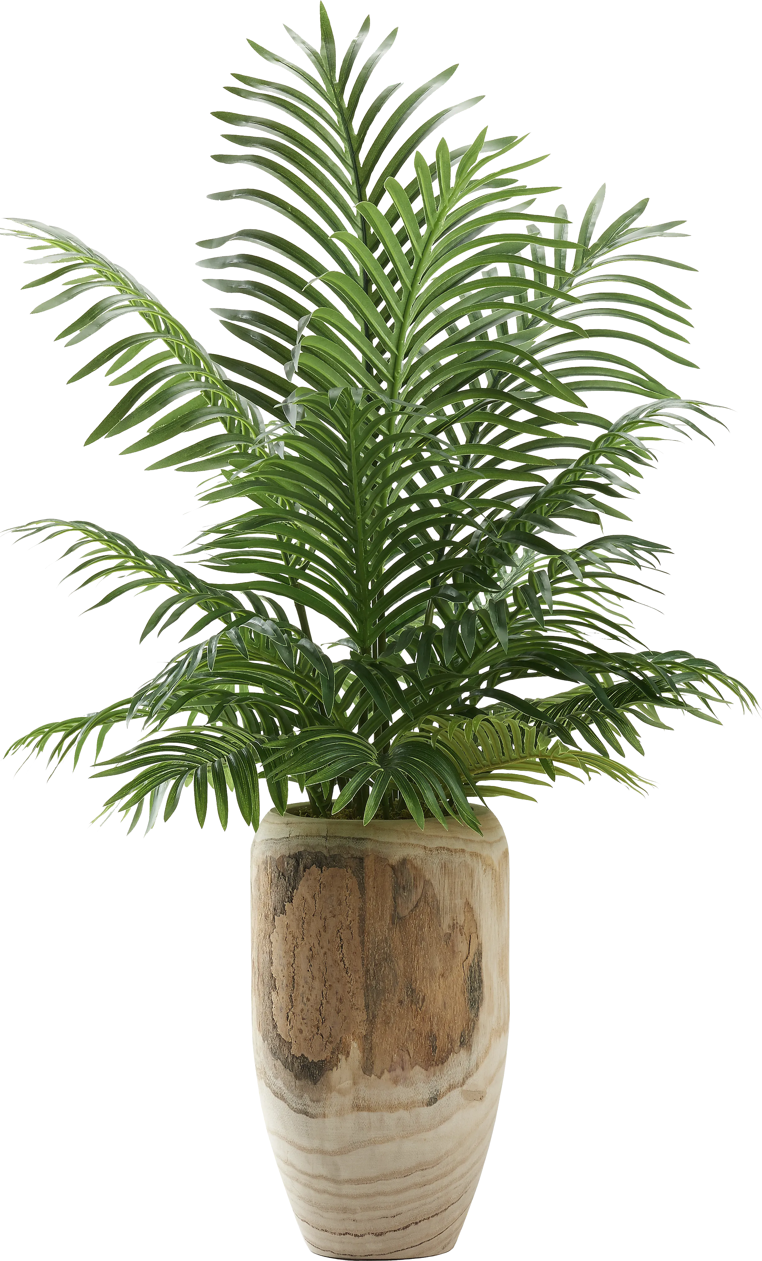 Kounias Brown Silk Plant - Thumbnail - Image 1