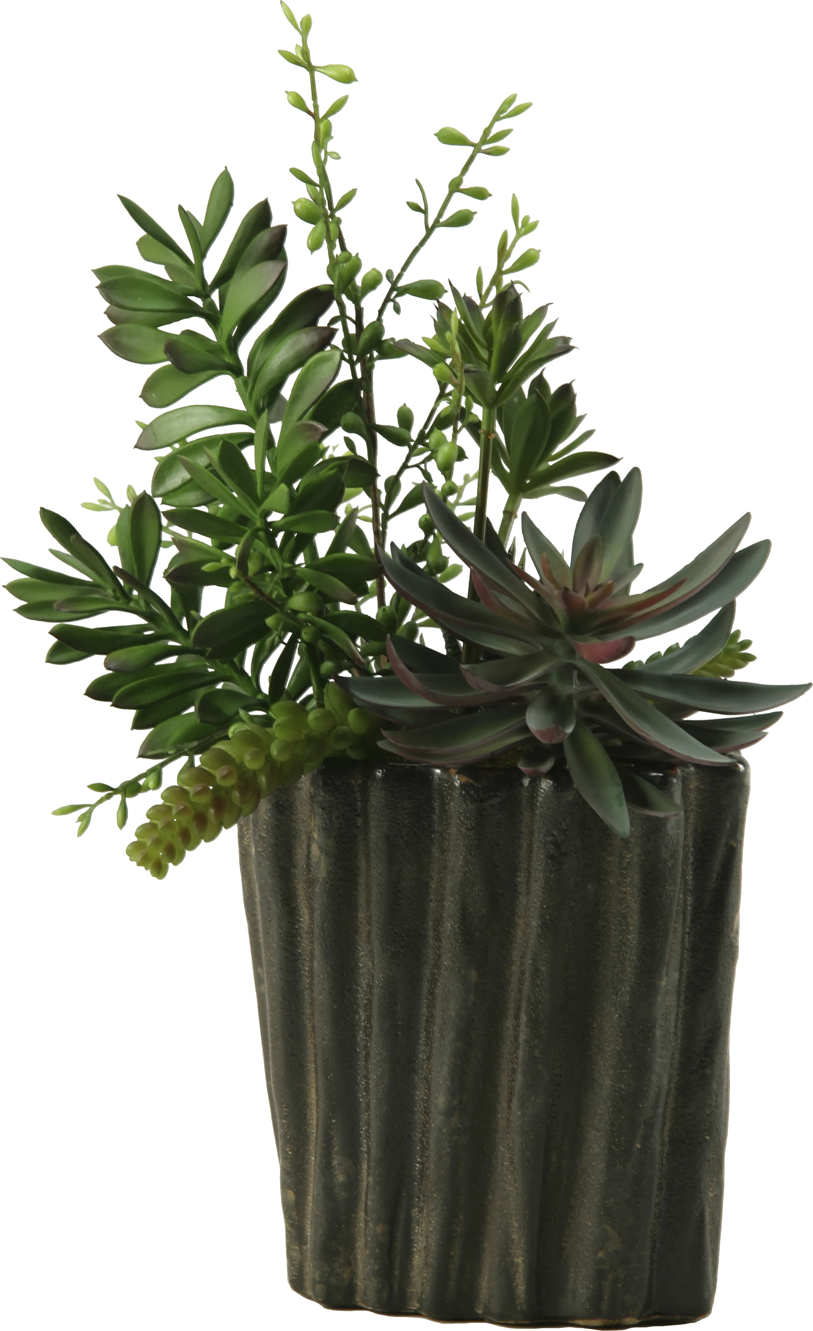 Pirinen Black Silk Plant - Thumbnail - Image 1