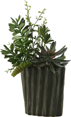 Pirinen Black Silk Plant