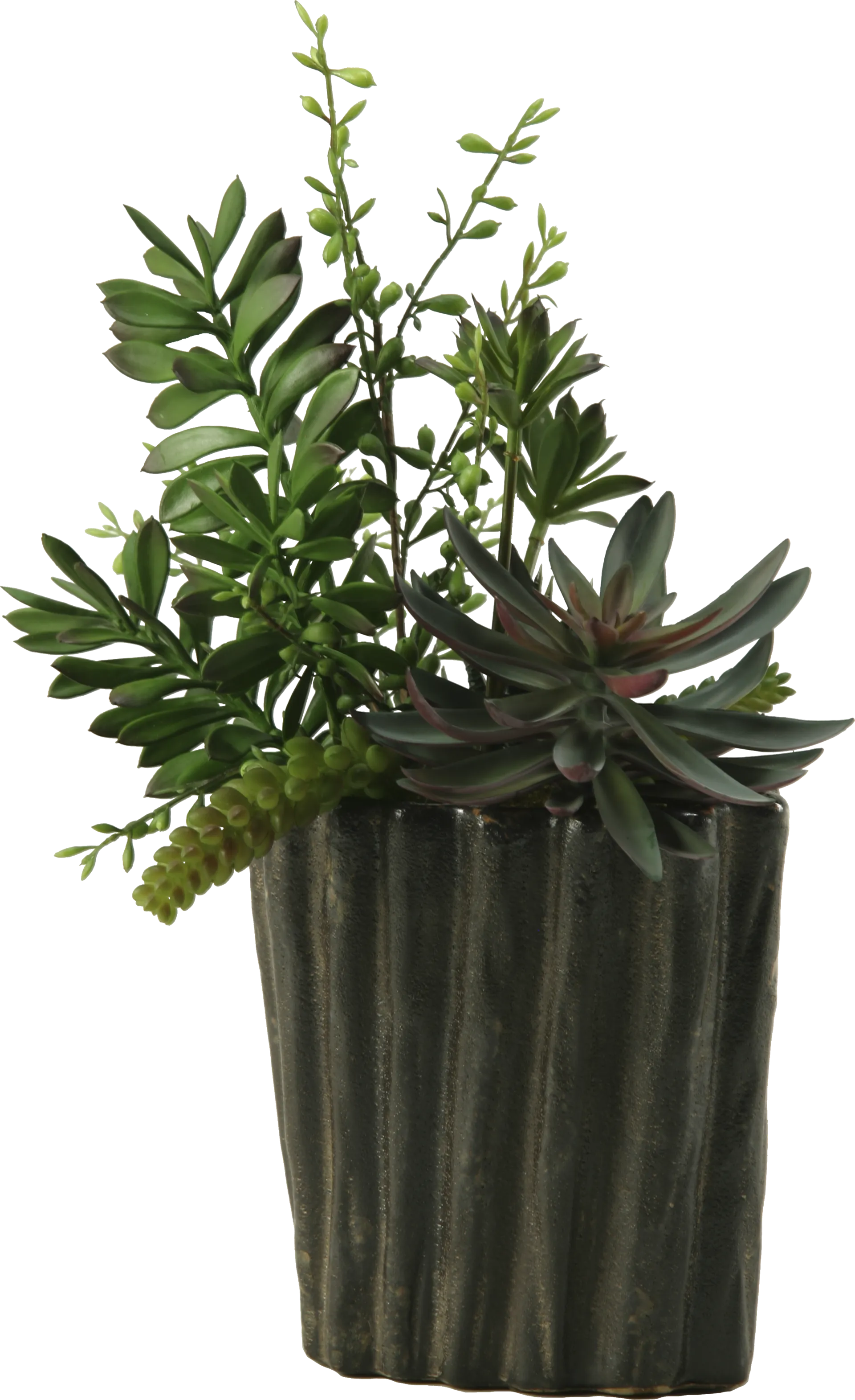 Pirinen Black Silk Plant - Image 1