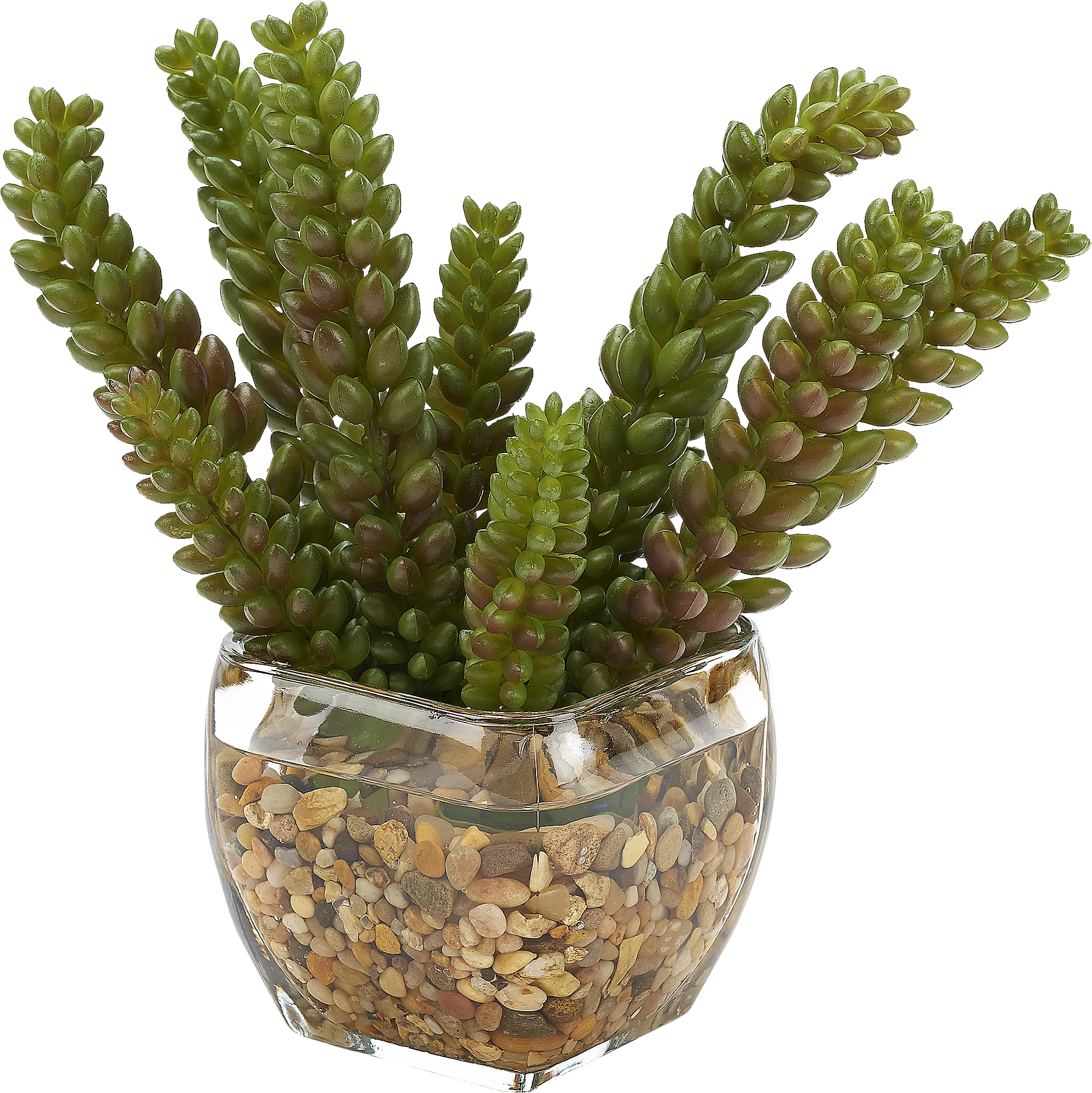 Rettering Glass Silk Plant - Thumbnail - Image 1