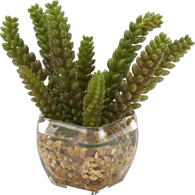 Rettering Glass Silk Plant