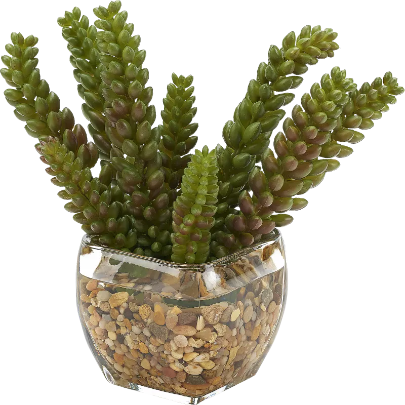 Rettering Glass Silk Plant