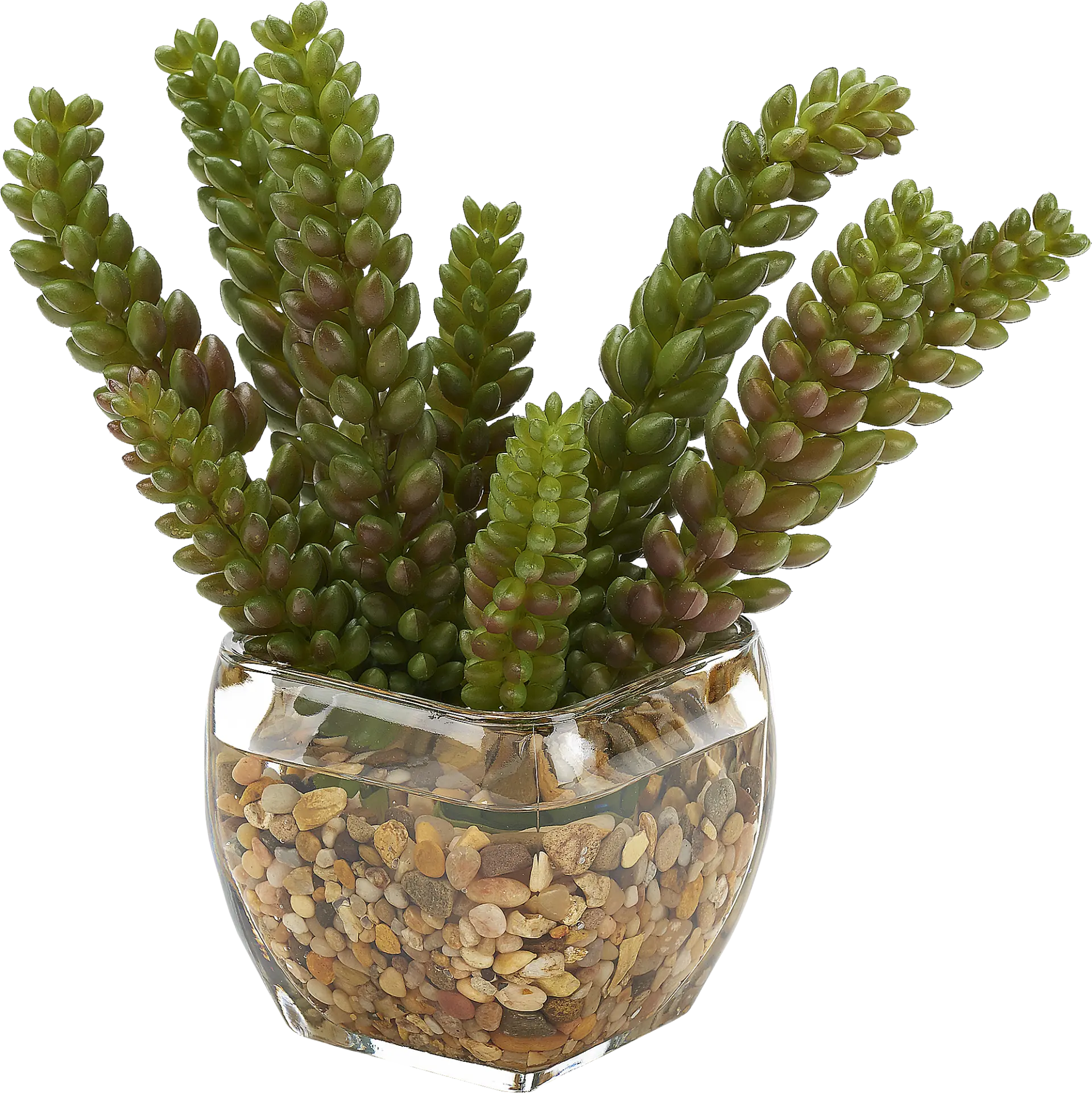 Rettering Glass Silk Plant