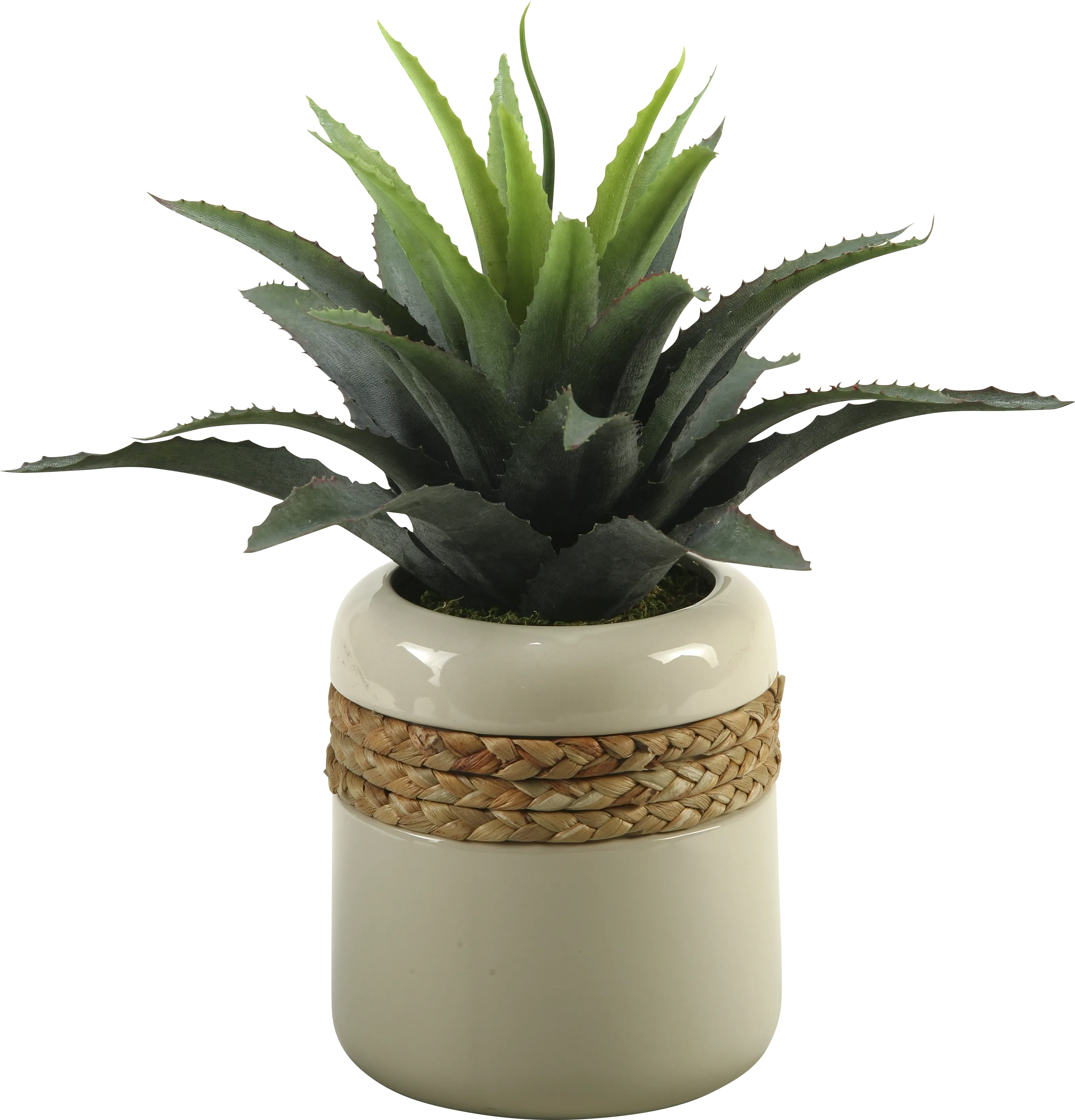 Star Succulent in Ceramic Planter - Thumbnail - Image 1