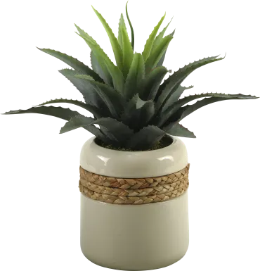 Star Succulent in Ceramic Planter