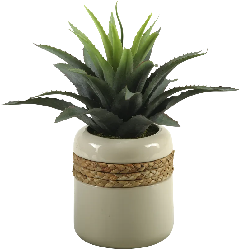 Star Succulent in Ceramic Planter