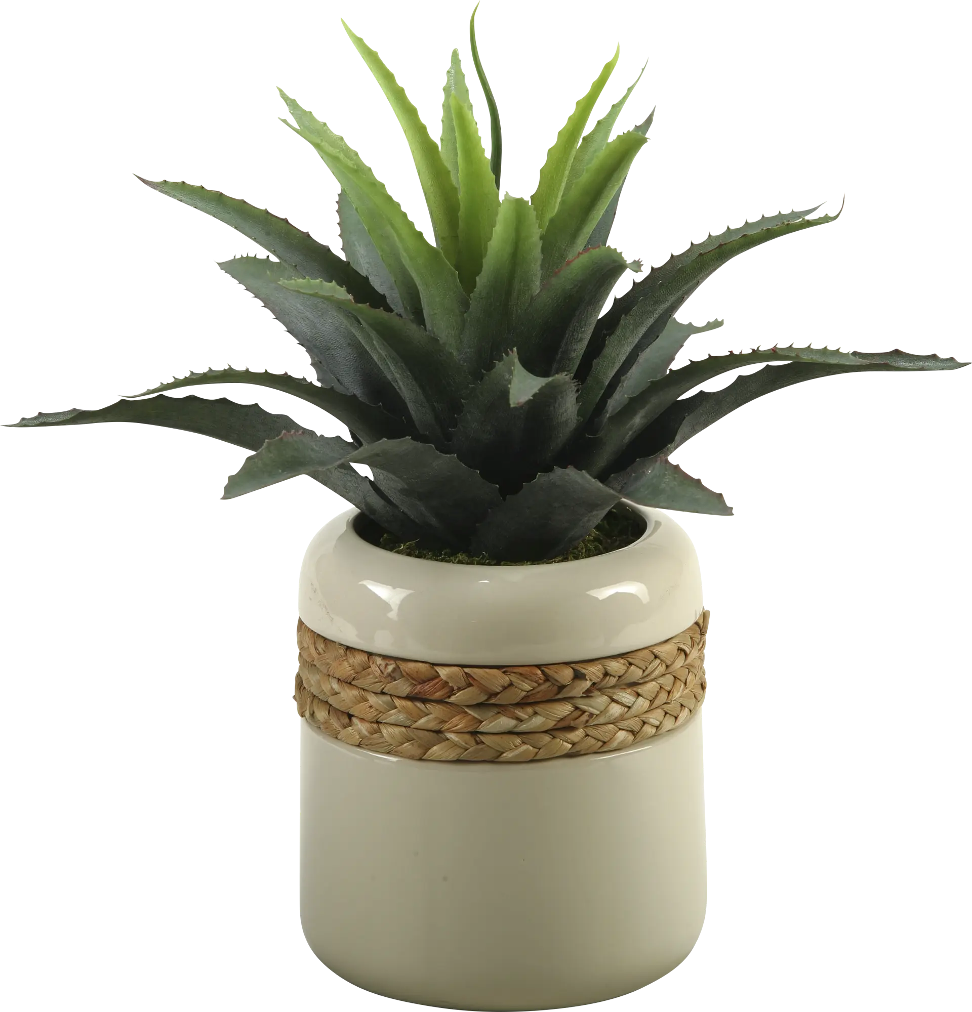 Star Succulent in Ceramic Planter