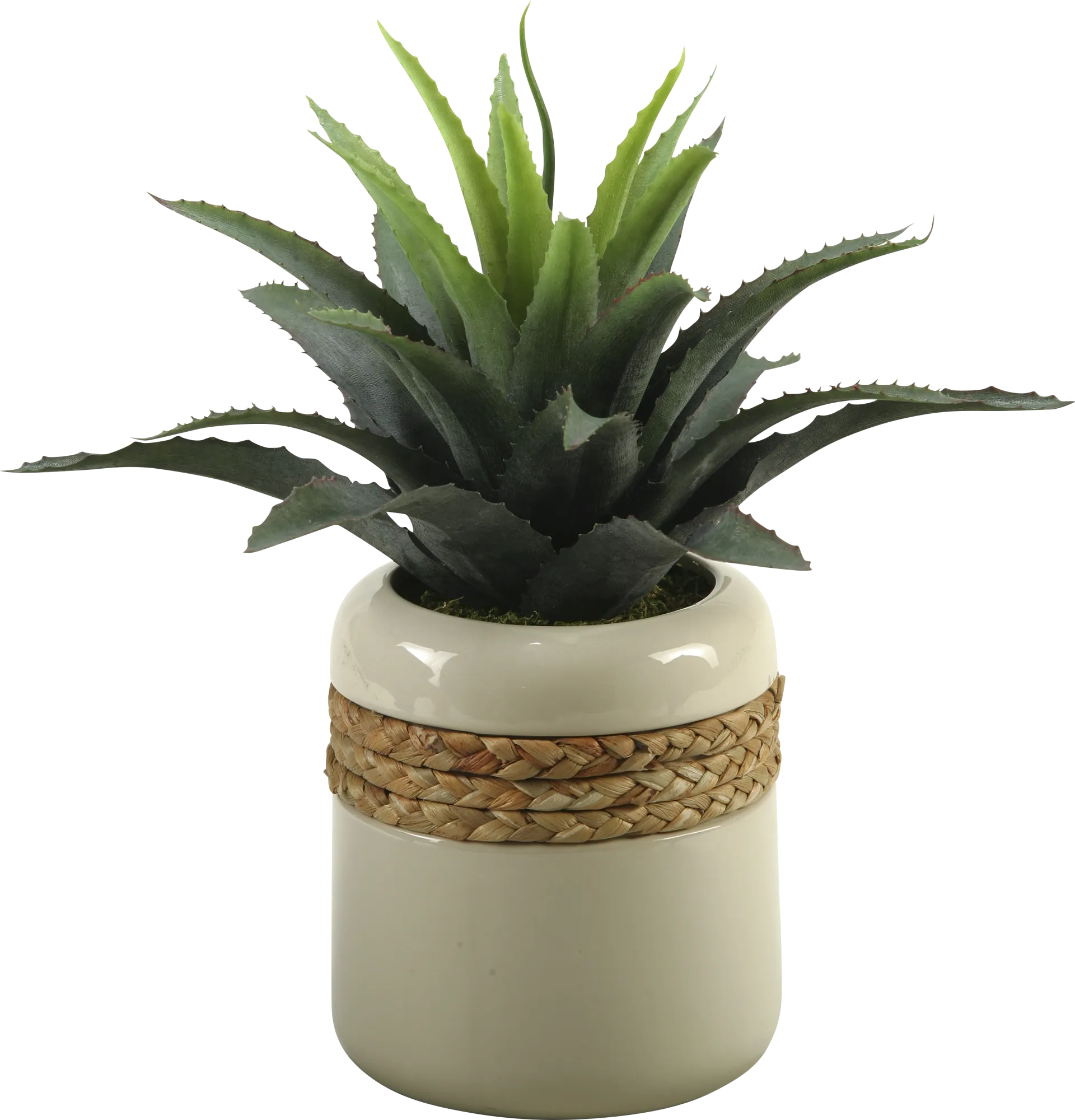 Star Succulent in Ceramic Planter - Image 1