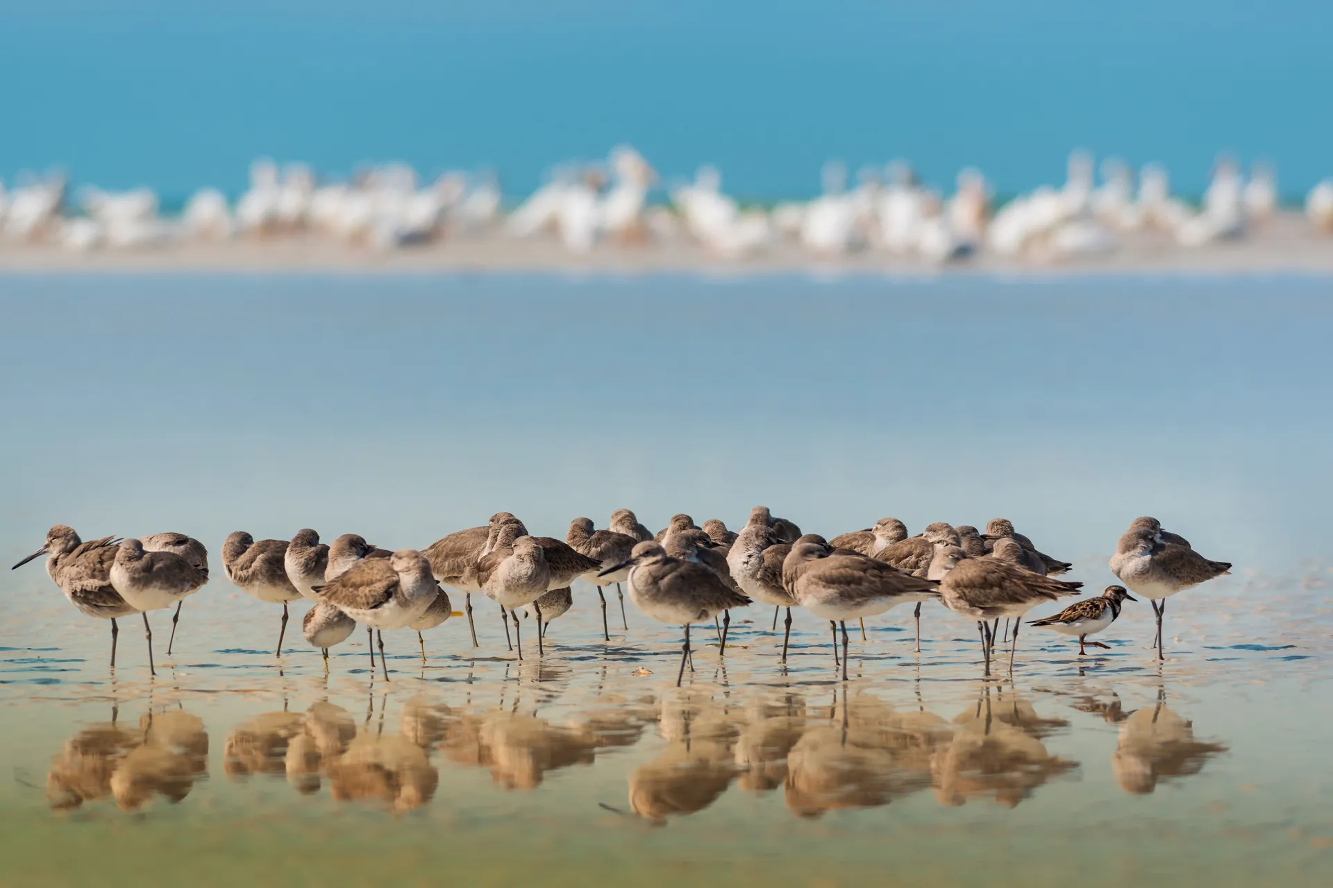 Pevear Blue Artwork - Image 1