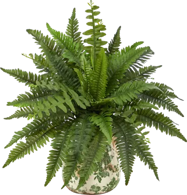 Uccelli Green Plant with Ceramic Planter