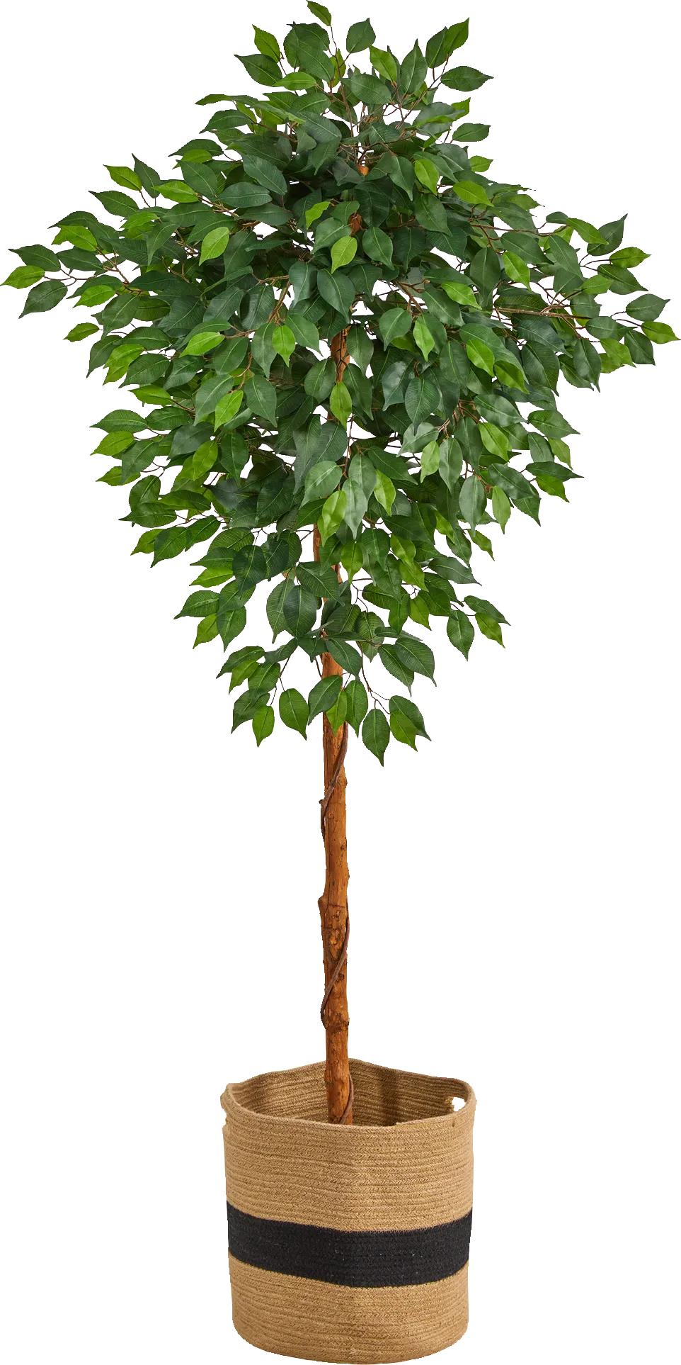 Cipriano Green Tree with Basket - Image 1