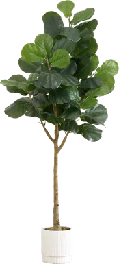 Esturion Green Tree with Planter