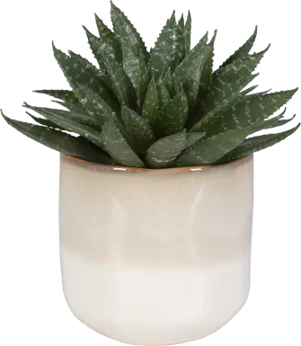 Halteese Beige Plant