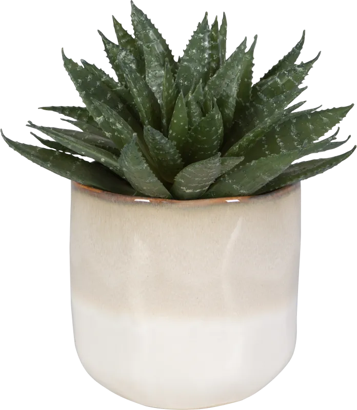 Halteese Beige Plant