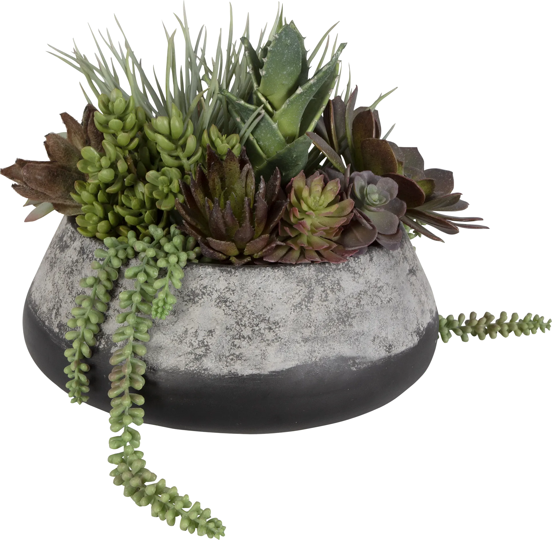 Bijou Gray Silk Plant - Thumbnail - Image 1