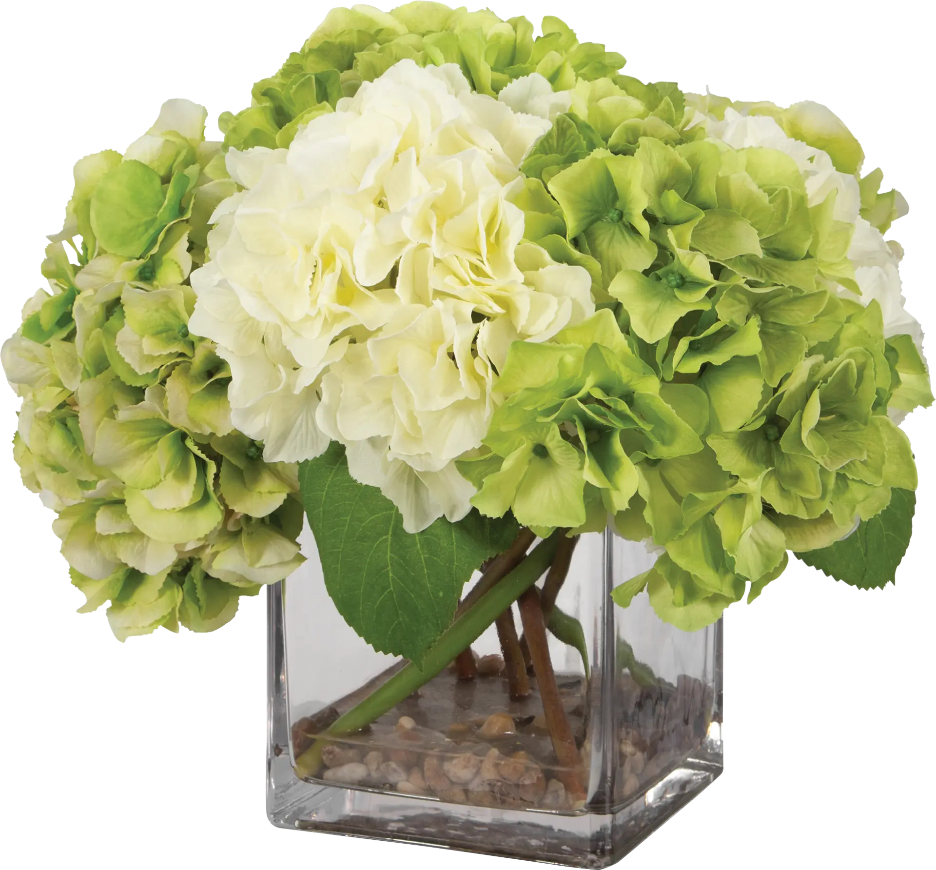Berl White Plant