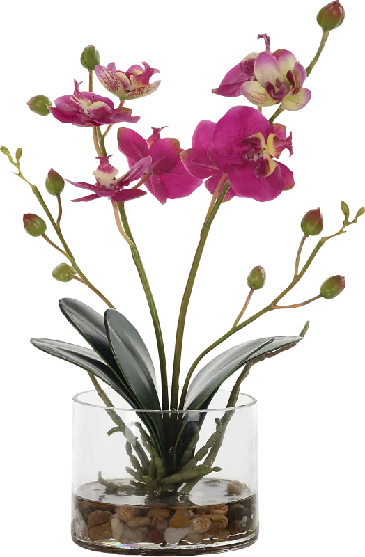 Alie Pink Plant
