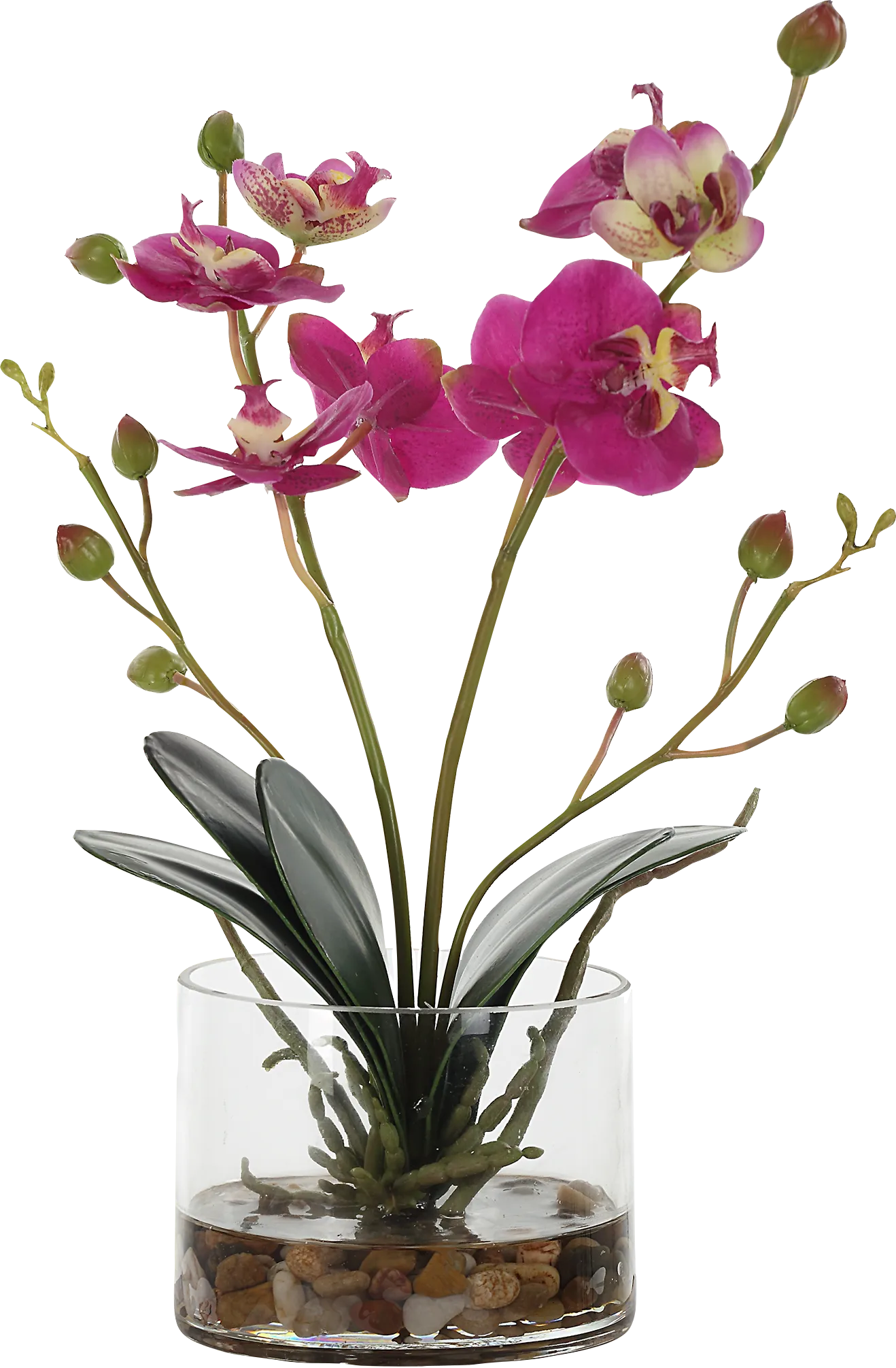 Alie Pink Plant - Image 1