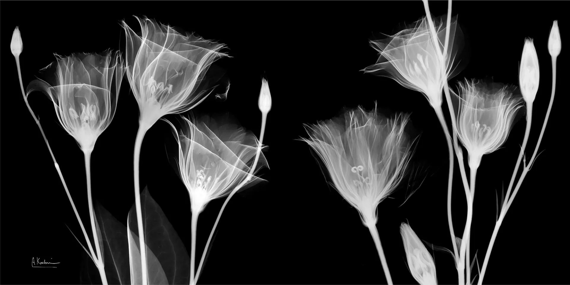 Bamert Black Artwork - Image 1