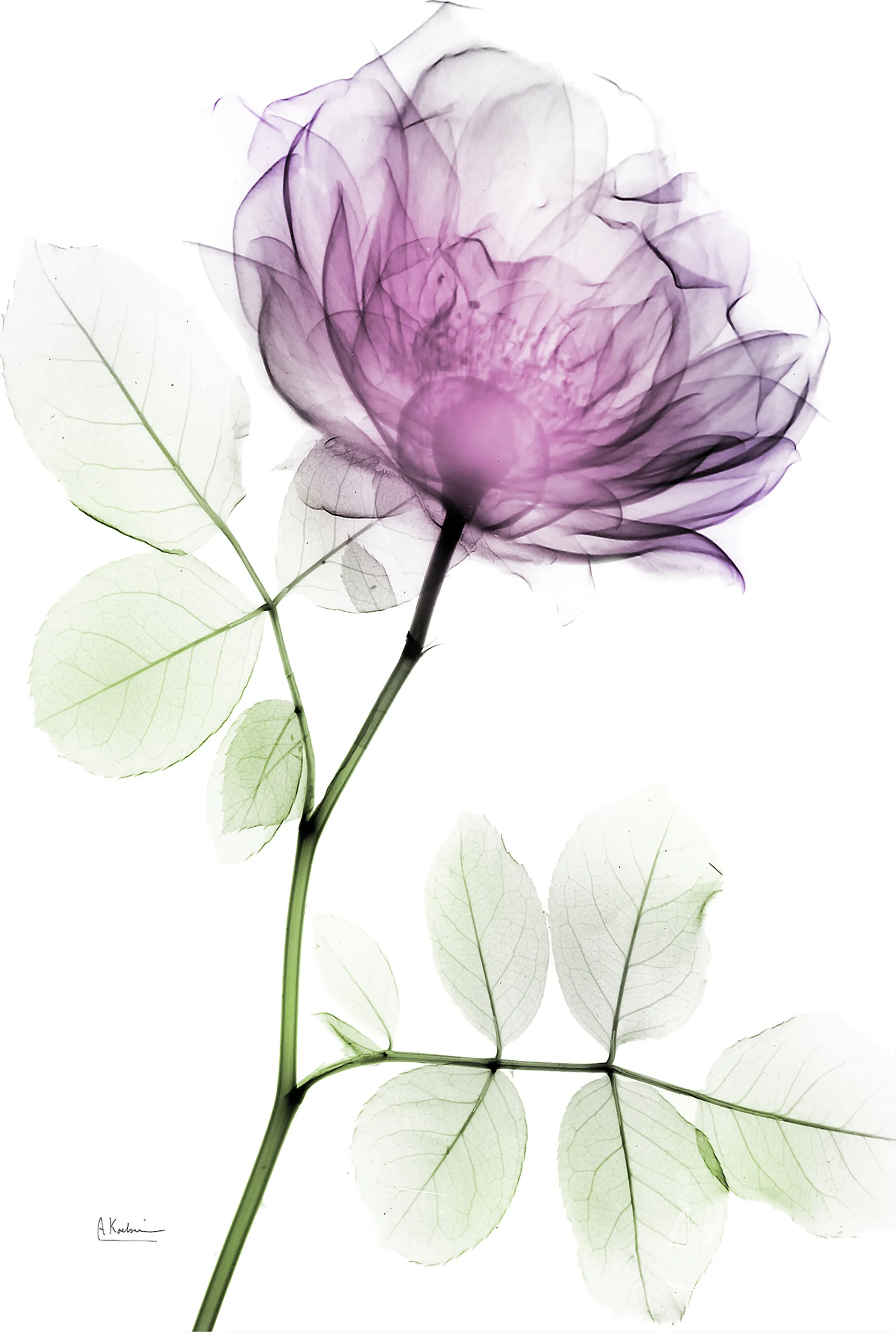 Bleimeyer Purple Artwork - Image 1
