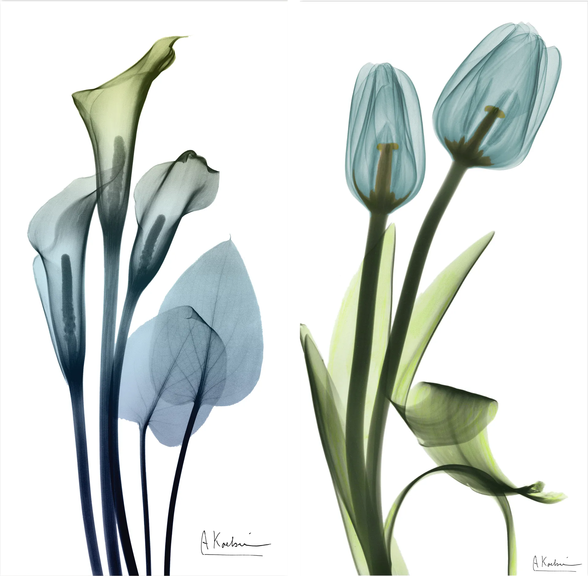 Bowra Blue Artwork, Set of 2 - Image 1
