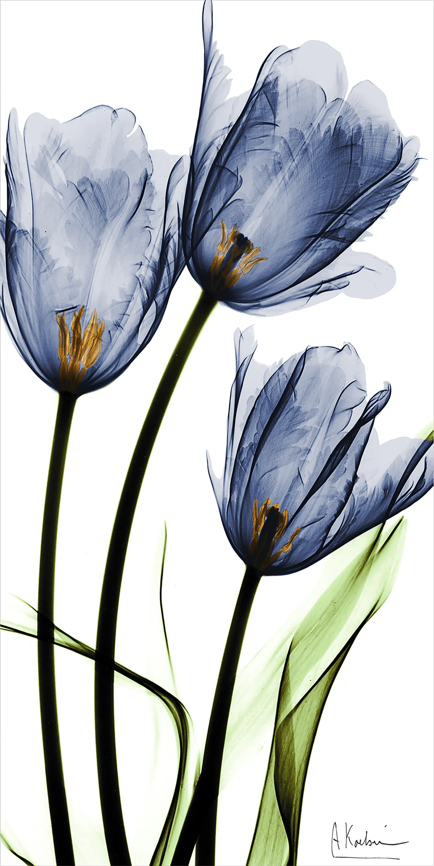 Picuris Blue Artwork - Image 1