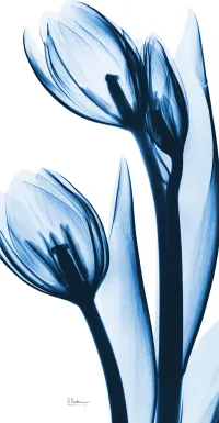 Rociante Blue Artwork