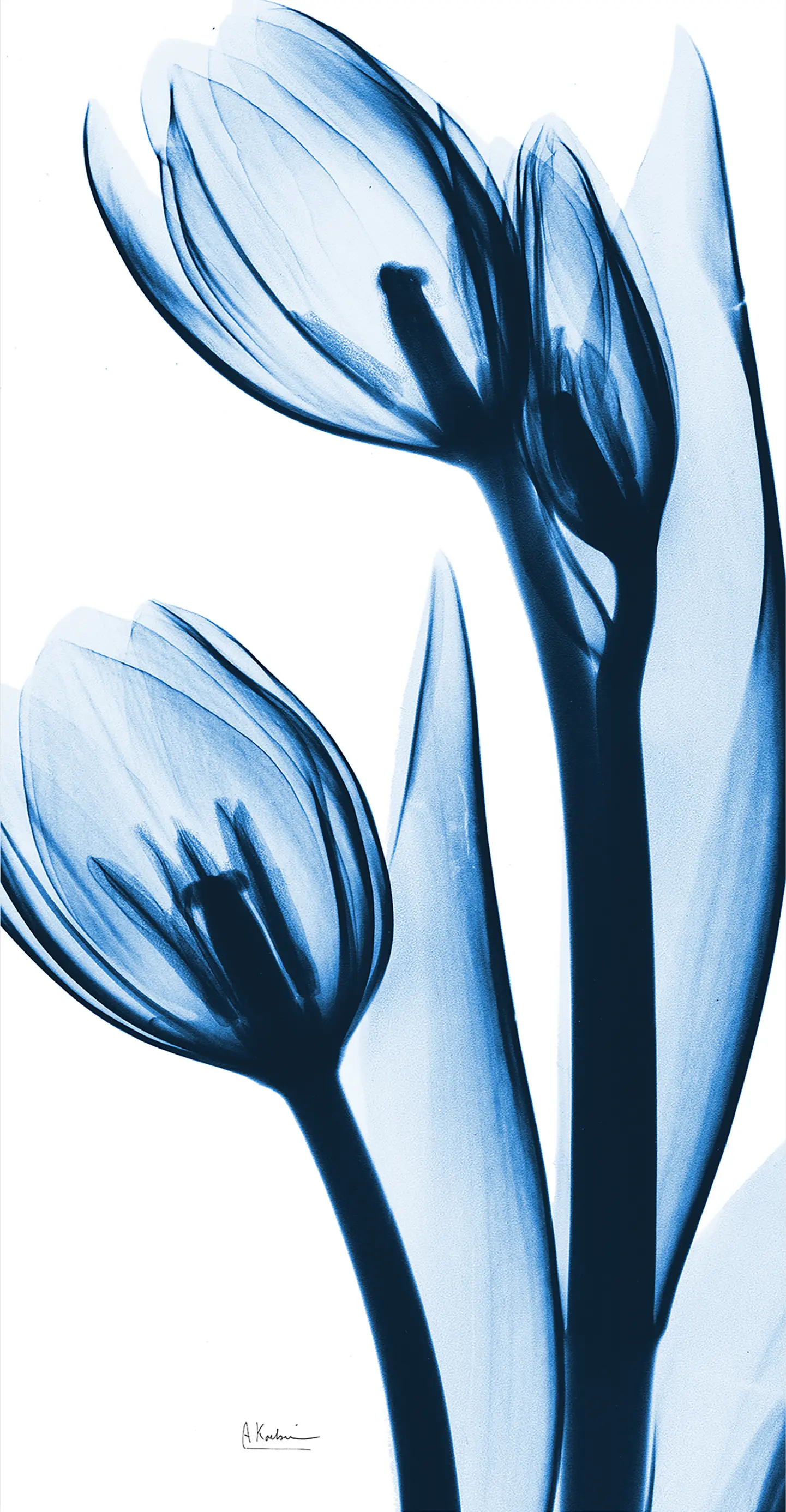 Rociante Blue Artwork