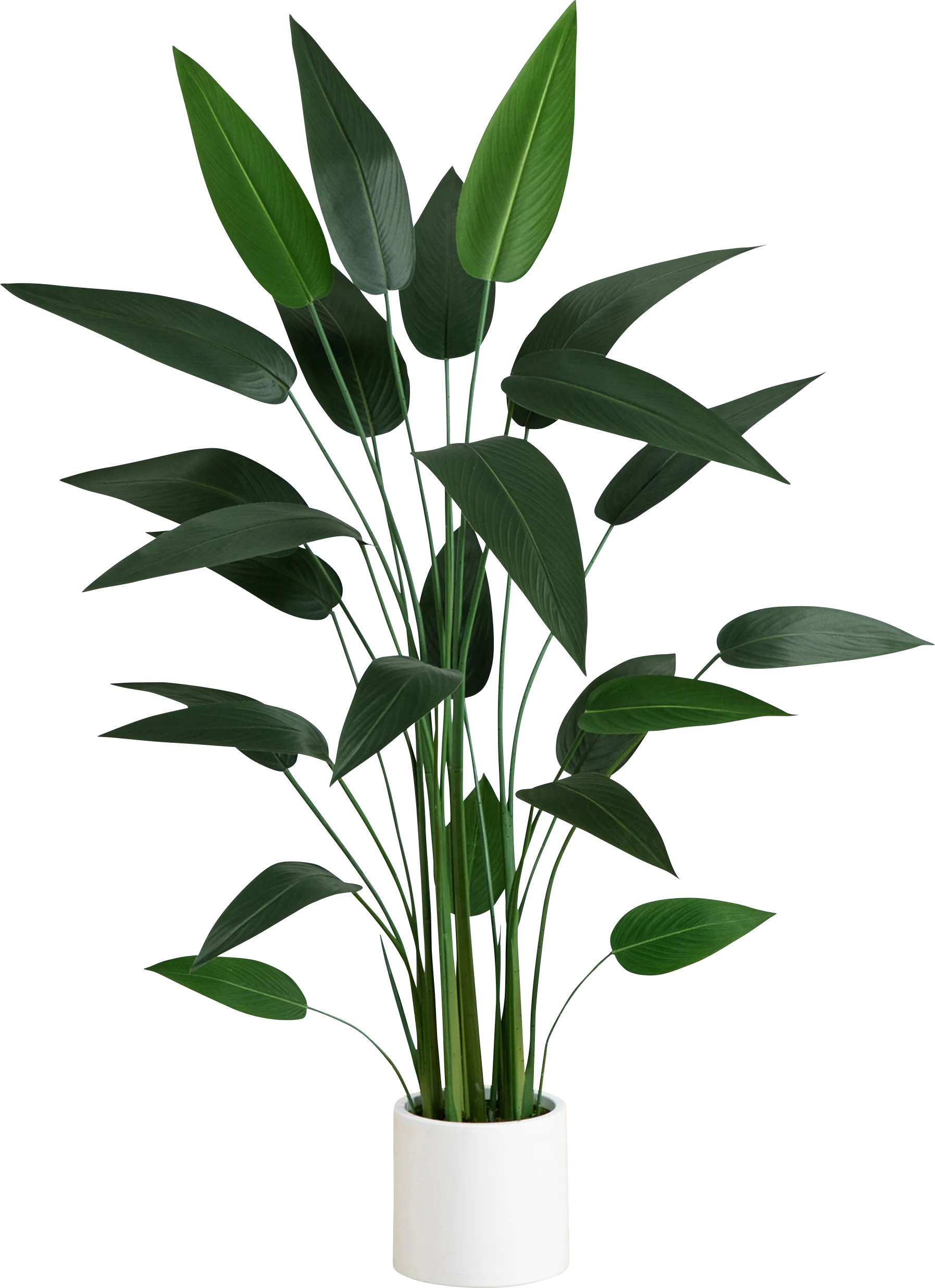 Malenock II Green Silk Plant - Thumbnail - Image 1