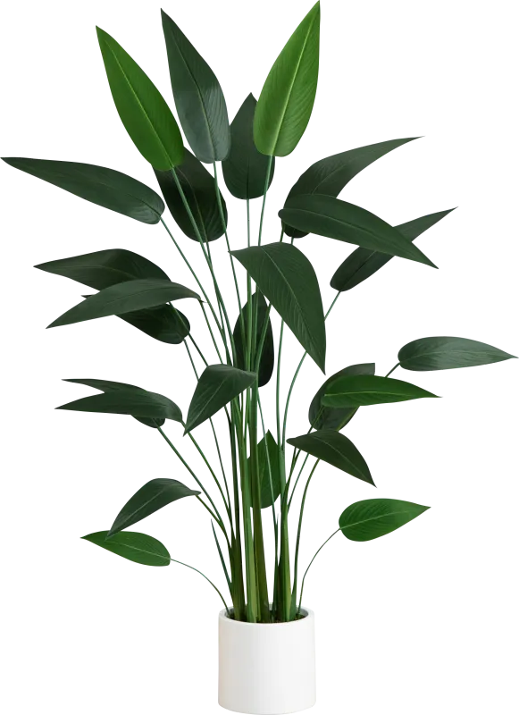 Malenock II Green Silk Plant