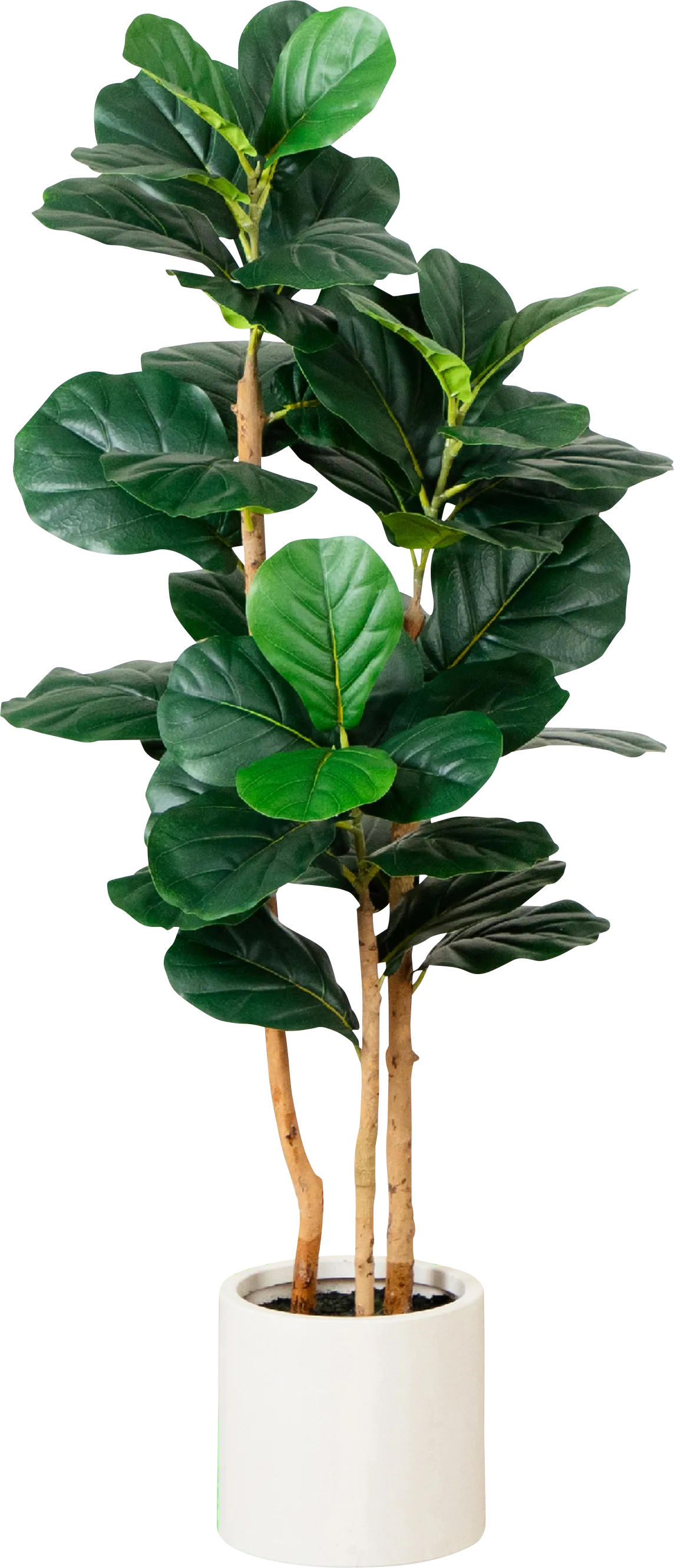 Mallberry I Green Silk Plant