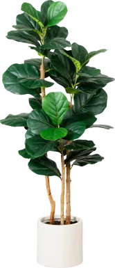 Mallberry I Green Silk Plant