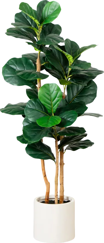 Mallberry I Green Silk Plant