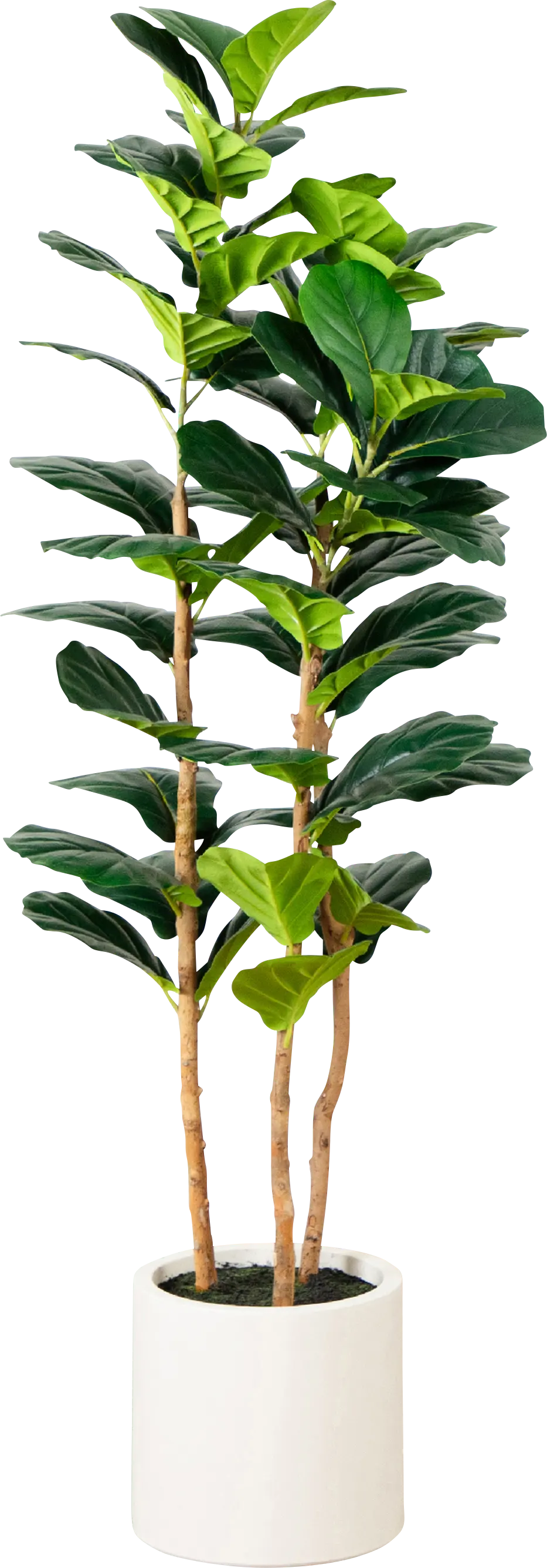 Mallberry II Green Silk Plant