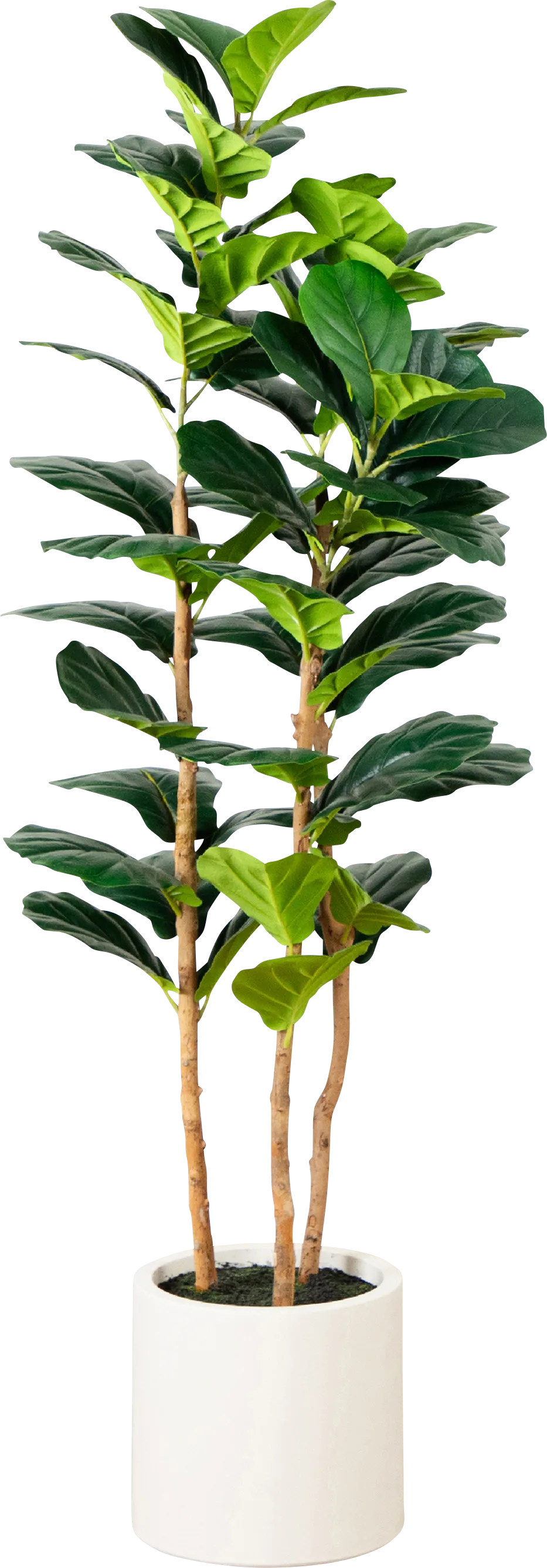 Mallberry II Green Silk Plant - Image 1