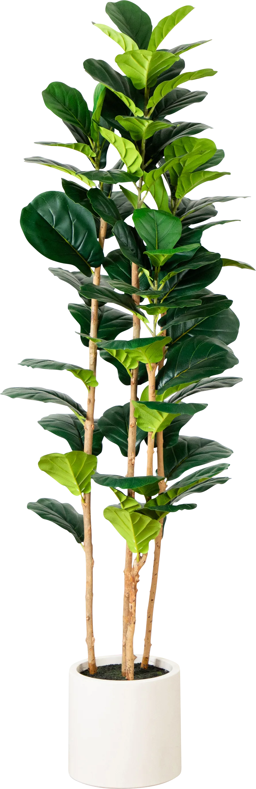 Mallberry III Green Silk Plant - Image 1