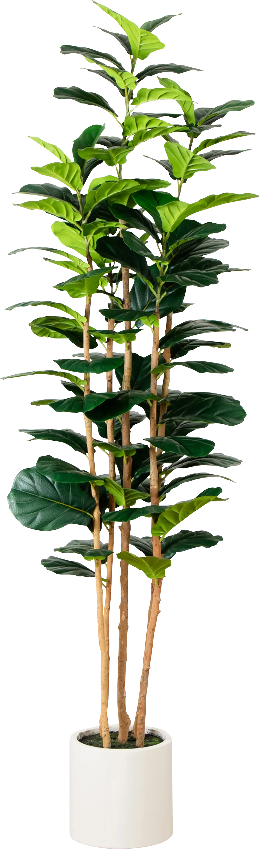 Mallberry IV Green Silk Plant - Image 1